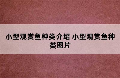 小型观赏鱼种类介绍 小型观赏鱼种类图片